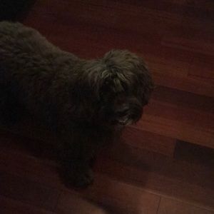 Meet your Posher, Buffy